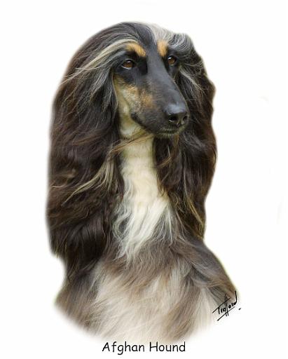 Afghan Hound 9J31D-06_2.jpg